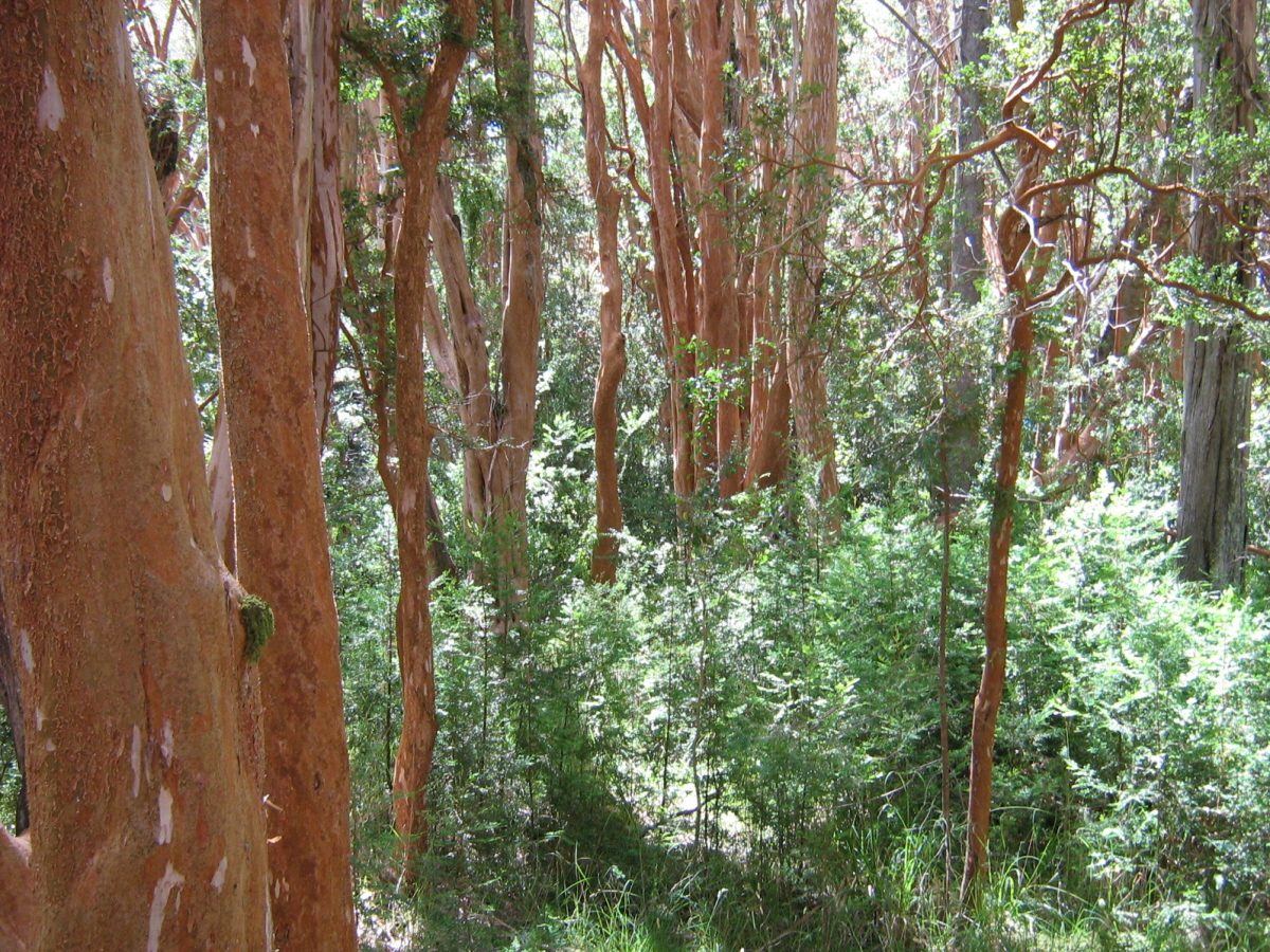 Sendero al Bosque de Arrayanes