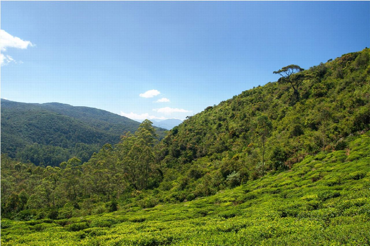 Single Tree Hill from Nuwara Eliya