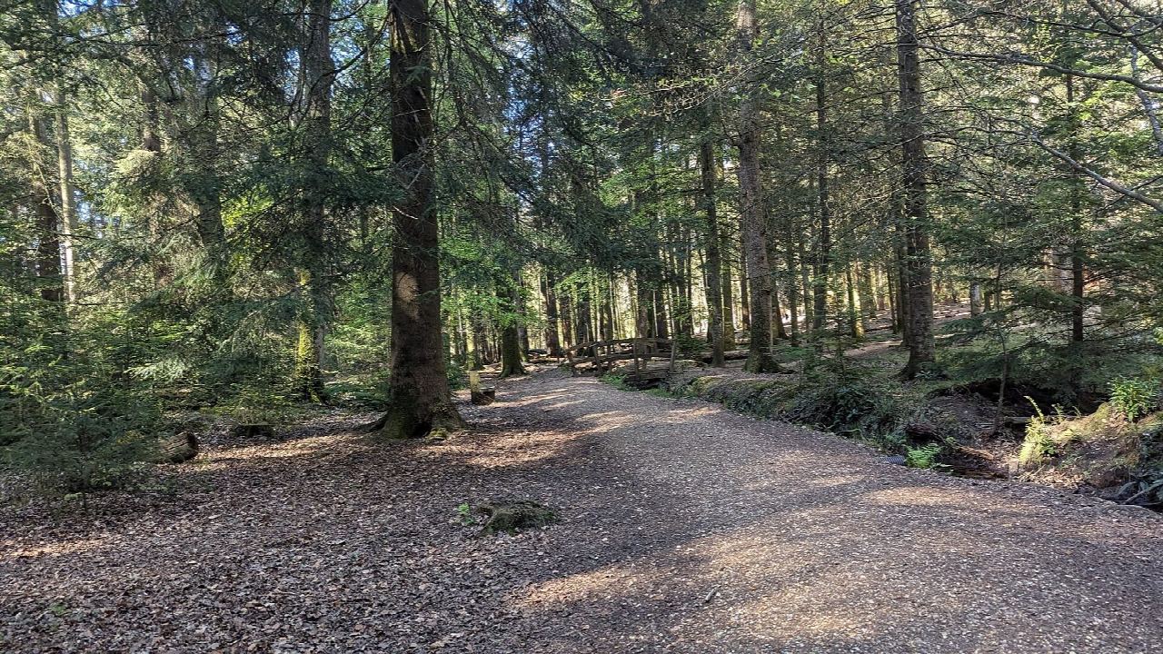 The Tall Trees Trail and Blackwater Arboretum, Rhinefield