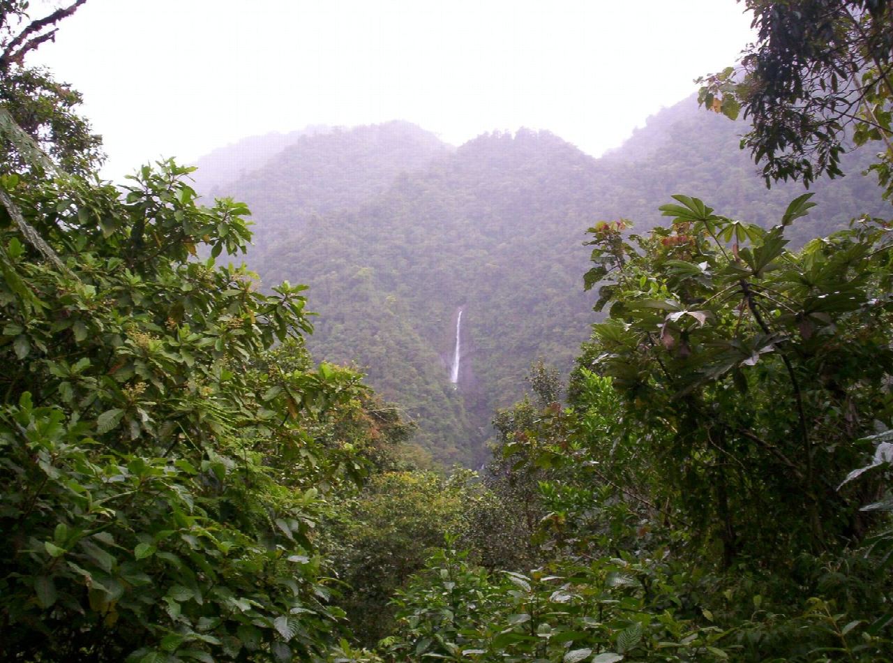 Sendero Árboles Caídos, Tapantí