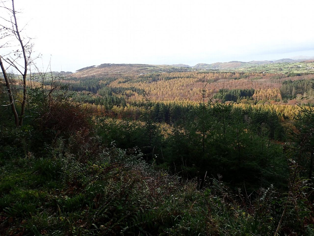 Tollymore Forest Park: the Mountain Trail