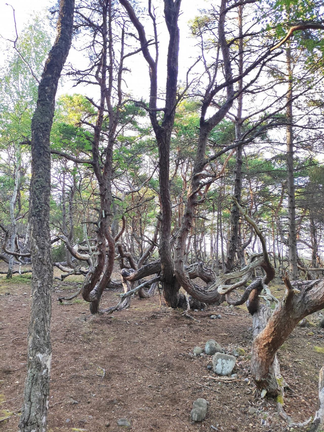Trollskogen on Öland: Trollskogsstigen round the cape