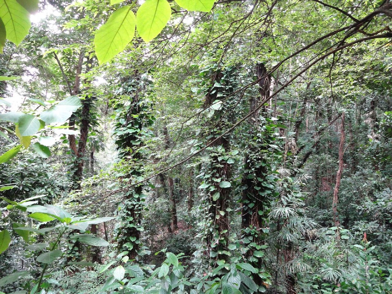 Udawattakele Forest Reserve loop, Kandy