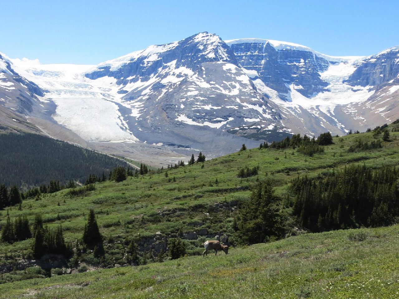 Wilcox Pass