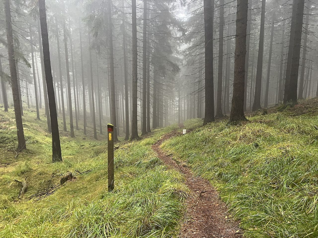 Forststeig Elbsandstein