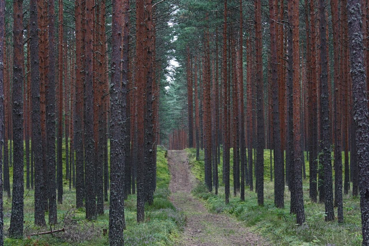 Penijõe–Aegviidu–Kauksi Hiking Trail